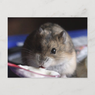 Cartão postal de Hamster