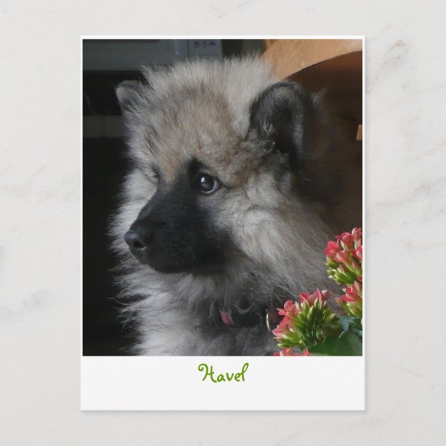 Cartão postal de Havel chega na América (Frente)