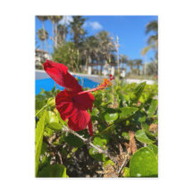 Cartão Postal de Hibisco