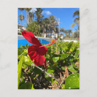 Cartão Postal de Hibisco