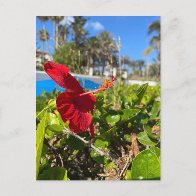 Cartão Postal de Hibisco (Frente)