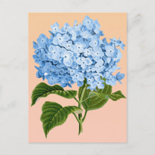 Cartão Postal de Hortênsia Azul Bebê