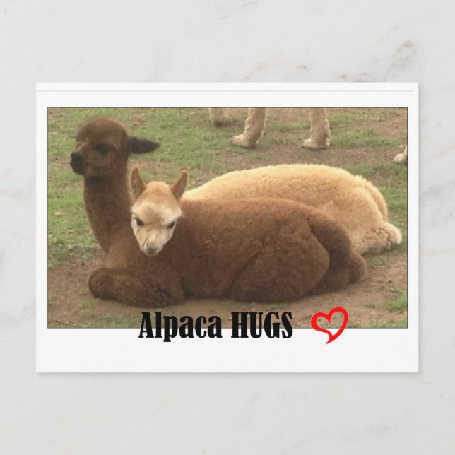 Cartão postal de Hugs Alpaca (Frente)