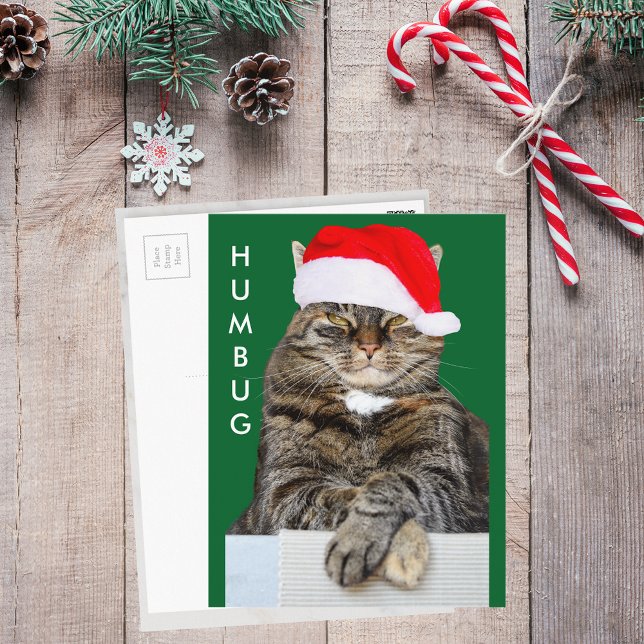 Cartão postal de Humbug do Cat Natal (Christmas Cat Humbug Photo Postcard)