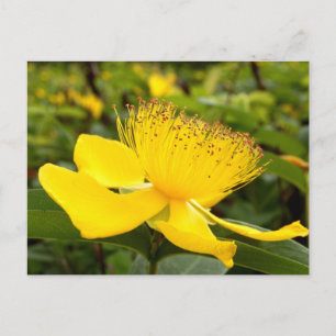 Cartão Postal de Hypericum Calcyinum