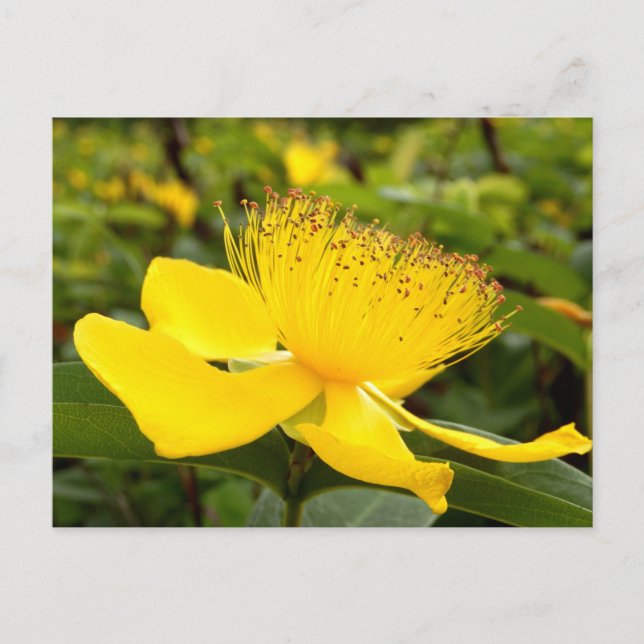 Cartão Postal de Hypericum Calcyinum (Frente)
