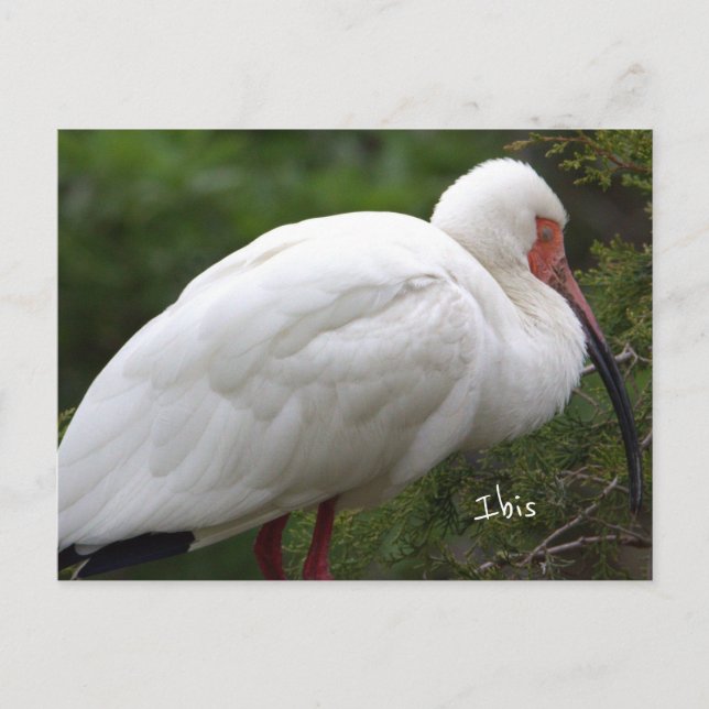 Cartão postal de Ibis Bird (Frente)