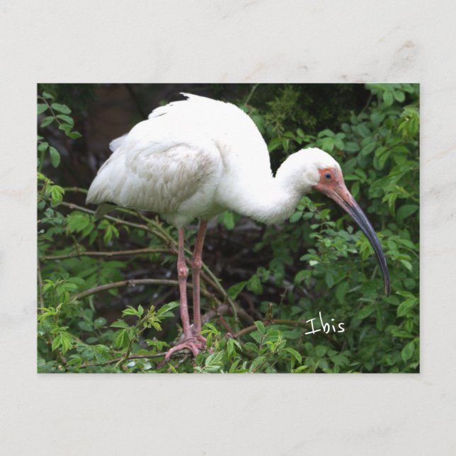 Cartão postal de Ibis Bird (Frente)
