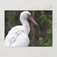 Cartão postal de Ibis Bird