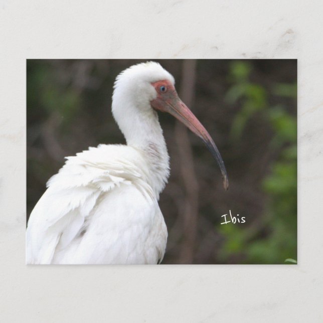 Cartão postal de Ibis Bird (Frente)