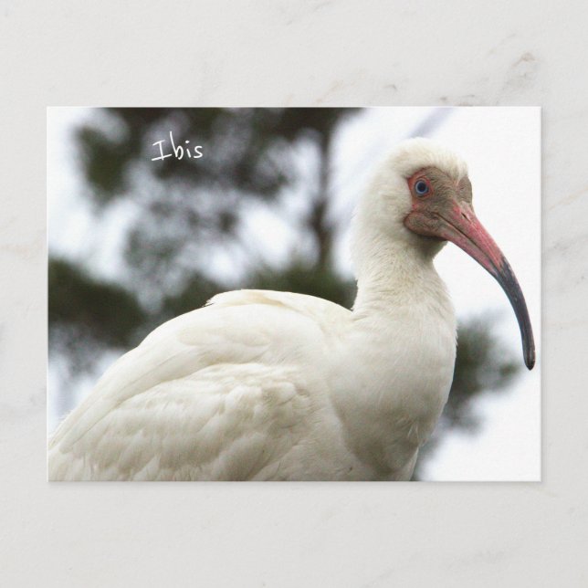 Cartão postal de Ibis Bird (Frente)
