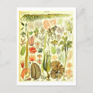 Cartão postal de Ilustração Botânica de Algae Vint