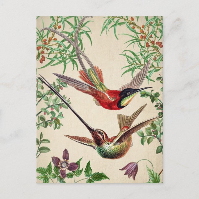 Cartão postal de Ilustração de Aves Vintage (Frente)