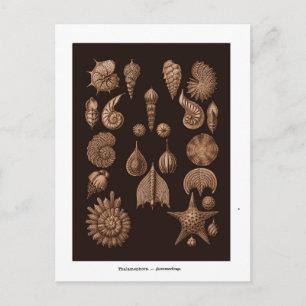 Cartão postal de ilustração de vida marinha vintag