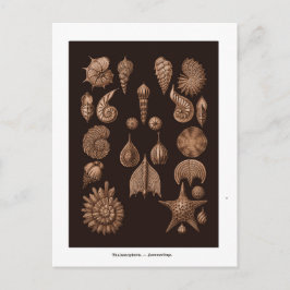 Cartão postal de ilustração de vida marinha vintag