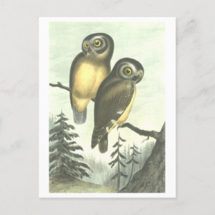 Cartão postal de Ilustração Vintage Owl
