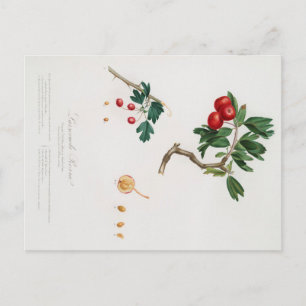 CARTÃO POSTAL DE IMPRESSÃO BOTÂNICO DA MAÇÃ V