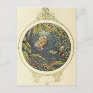 Cartão postal de inseto Vintage