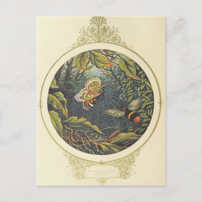 Cartão postal de inseto Vintage (Frente)