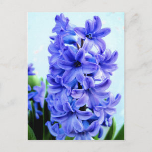 Cartão Postal de Jacinto Azul