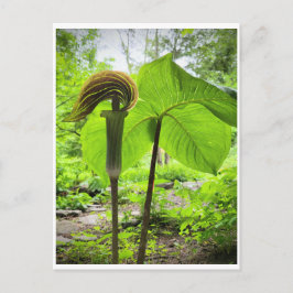 Cartão Postal de Jack-In-The-Pulpit