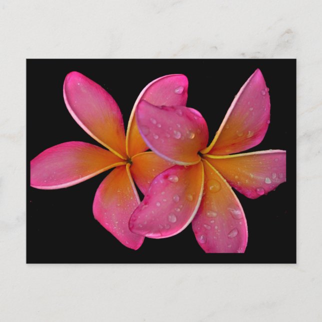 Cartão postal de Kaneohe Sunburst Plumeria (Frente)