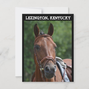 Cartão postal de KENTUCKY RACE HORSE