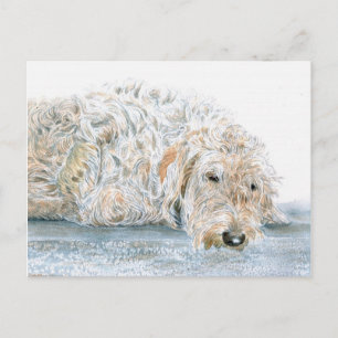 Cartão Postal de Labradoodle Sonolento