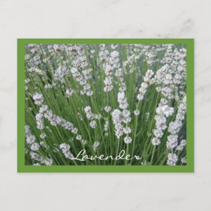 Cartão postal de lavanda