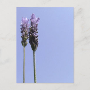 Cartão Postal de Lavanda