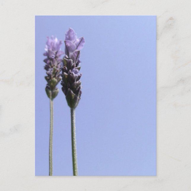 Cartão Postal de Lavanda (Frente)
