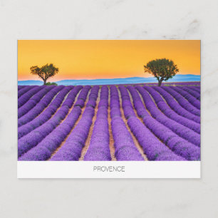 Cartão postal de lavanda de Proveniência