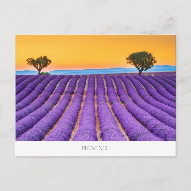 Cartão postal de lavanda de Proveniência (Frente)