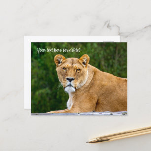 Cartão postal de Leão
