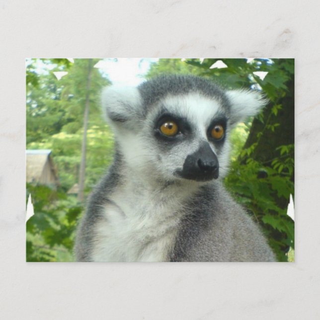 Cartão postal de Lemur Madagáscar (Frente)