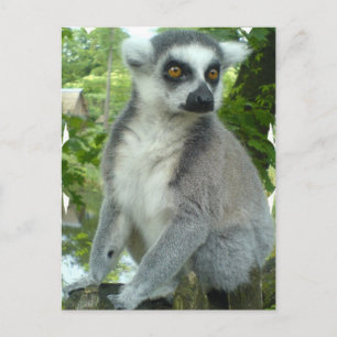 Cartão postal de Lemur Madagáscar