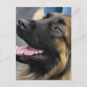 Cartão postal de Leonberger