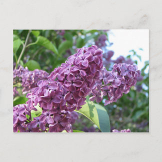 cartão postal de lilases púrpura
