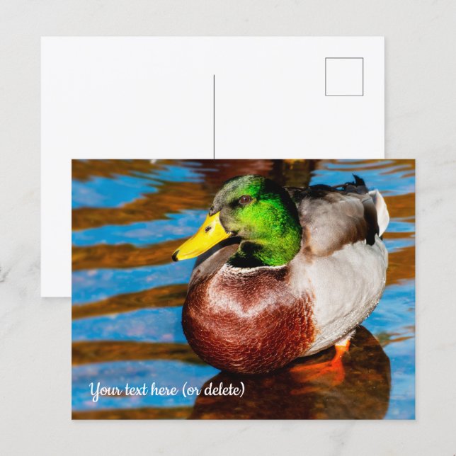 Cartão postal de lindo patinho (Frente/Verso)