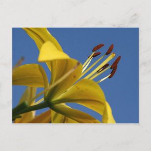 Cartão Postal de Lírio Amarelo