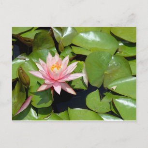 Cartão postal de lírio de água rosa