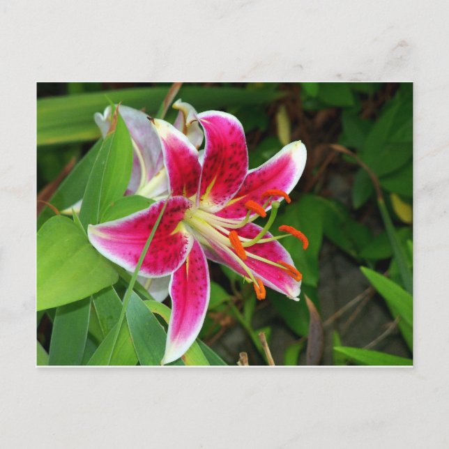 Cartão postal de lírio oriental Stargazer rosa (Frente)