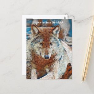 Cartão Postal de Lobo
