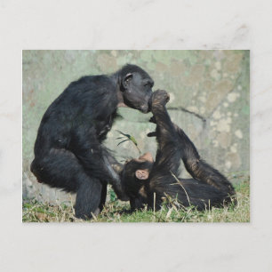 Cartão Postal de Macaco