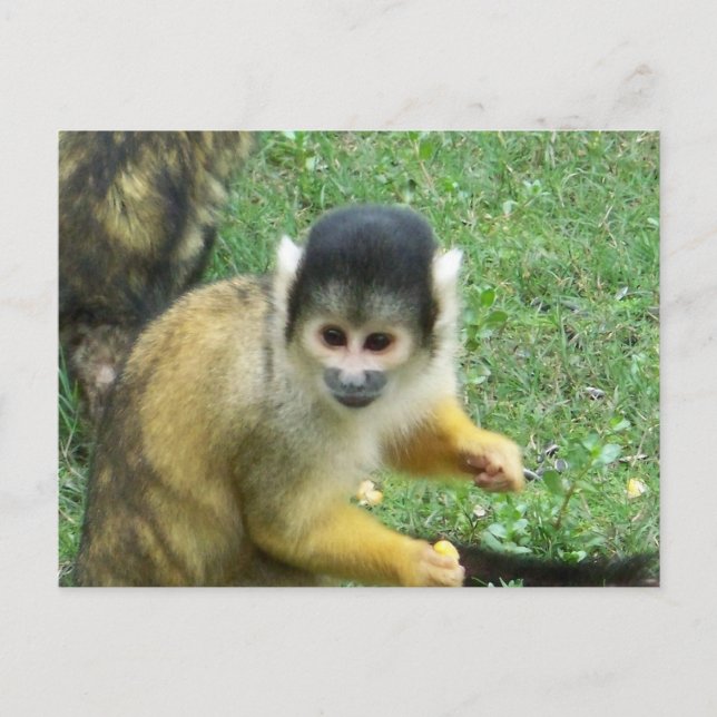 Cartão Postal de Macaco Esquilo (Frente)