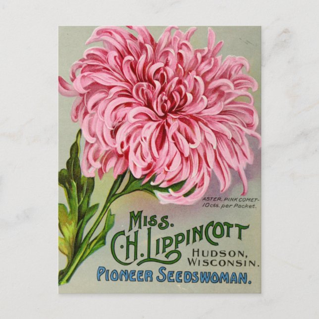 Cartão postal de mãe Flor Chrysanthemum (Frente)