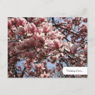 Cartão postal de Magnolia Rosa Personalizável