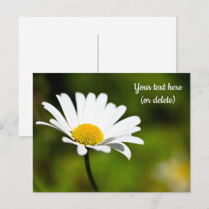 Cartão postal de margarida única