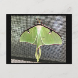 Cartão Postal de Mariposa Lunar