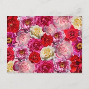 cartão postal de muitos rosas